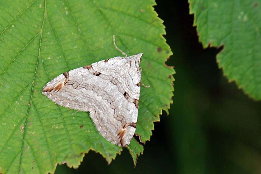 Notturna da identificare - Aplocera cfr. efformata